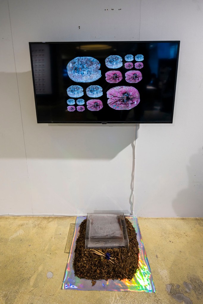 ≪mea⇄t flower≫ / Mikiko Kamada